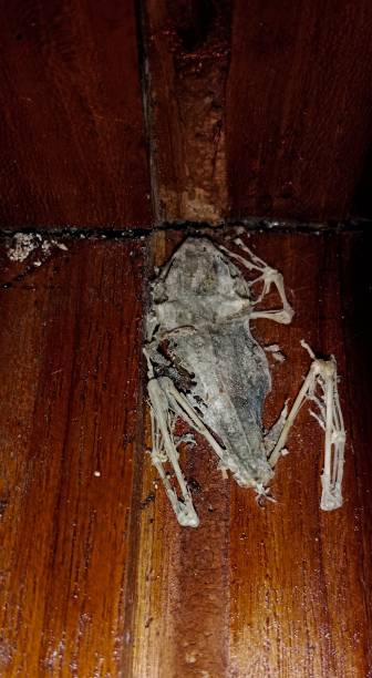 istock a frog skeleton that is dry because it was crushed to death 1507835486