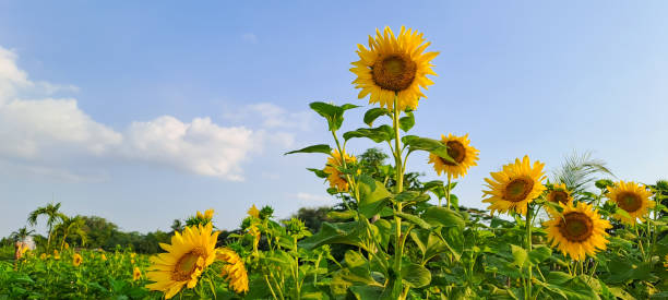 istock Sunflowers in the field against blue sky 1507836025