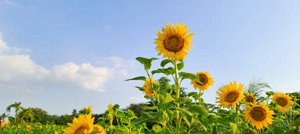 istock Sunflowers in the field against blue sky 1507836043