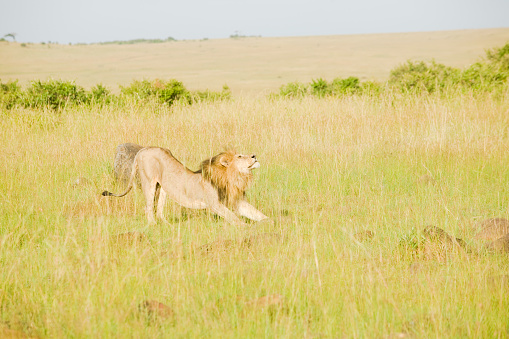 Male lion stretching in Kenya in the wild
