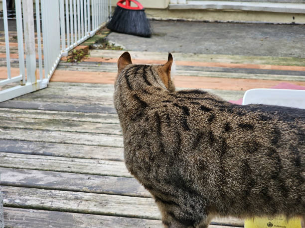 istock A closeup of a highlander cat 1507836562