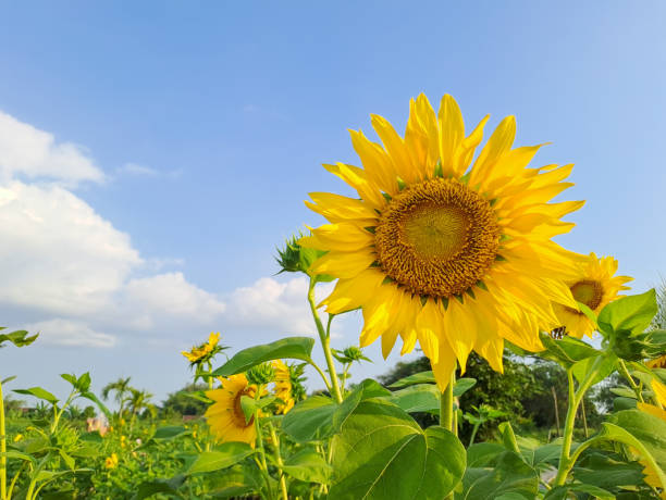 istock Sunflowers in the field against blue sky 1507836568