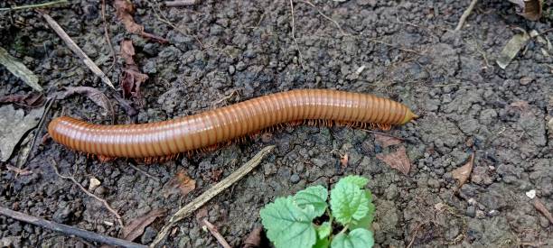 Spirostreptus Millipede caterpillar with the Latin name Spirostreptus giant african millipede stock pictures, royalty-free photos & images