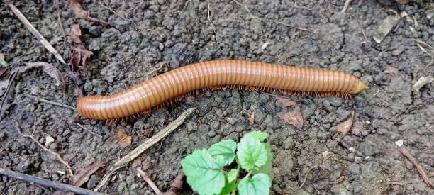 Spirostreptus Millipede caterpillar with the Latin name Spirostreptus giant african millipede stock pictures, royalty-free photos & images