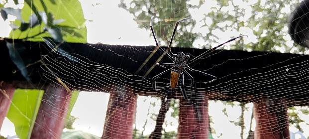 the big yellow spider is also called Argiope aurantia