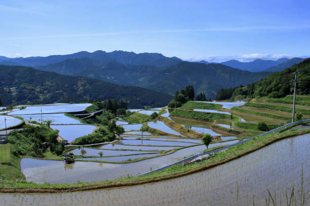 istock Terraced rice fields in Takasu,Rice planting season (Tosa Town, Kochi Prefecture) 1507842926