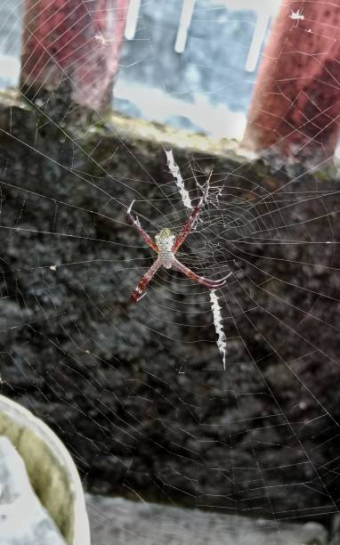 istock Spiders stand guard on their webs 1507843998