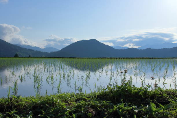 istock Terraced rice fields,Original landscape of Japan (Takasu, Tosa Town, Kochi Prefecture) 1507847246