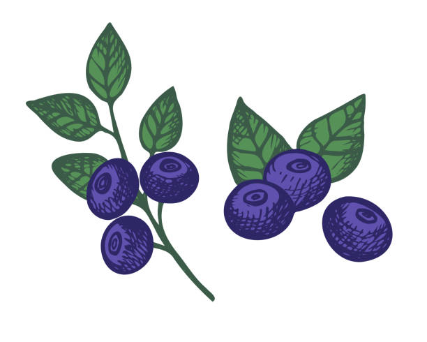 Blueberry plant hand drawn wild berries and leaves of the great bilberry plant. Design element. Vector illustration on isolated white background Blueberry plant hand drawn wild berries and leaves of the great bilberry plant. Design element. Vector illustration on isolated white background. Healthy food blueberry autumn bush northblue blueberry stock illustrations
