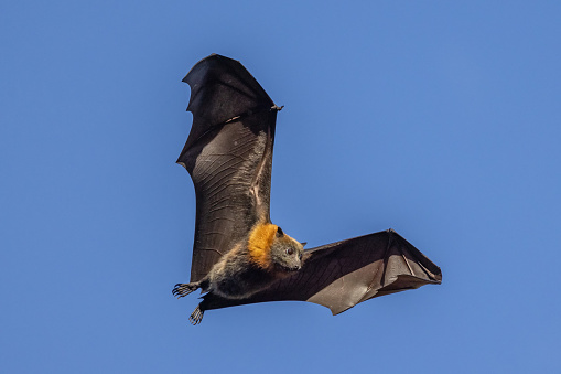 Australian Grey-headed Flying Fox in flight