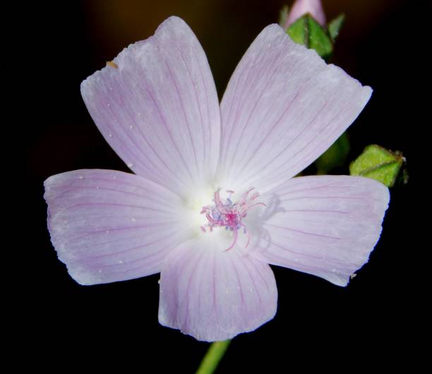 istock mallow purple and grey flower 1507863003