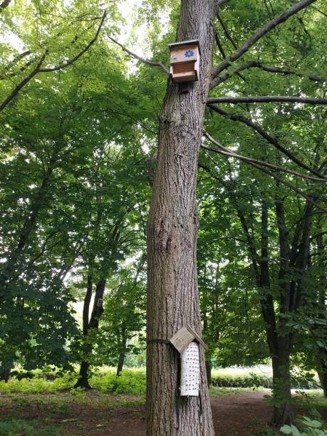 istock Houses for animals and insects on a tree 1507873648