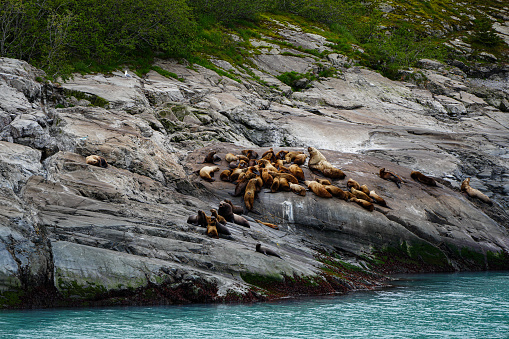 Sea lions near Hubbard Glacie