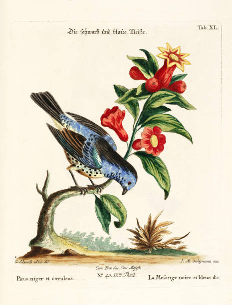 Antique illustration of an exotic bird, beautifully depicted in the 18th century by the artist and naturalist George Edwards.This is a historical scan, capturing the characteristic signs and colors that have emerged over time.