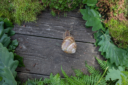 Macro shot of an old, weathered, snail shell, long abandoned. Parts of the shell have started to chip and fall off.