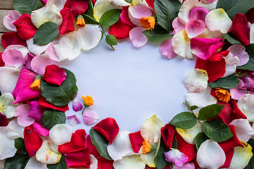 Pink rose flowers and buds circle frame isolated on white. Flat lay, top view.