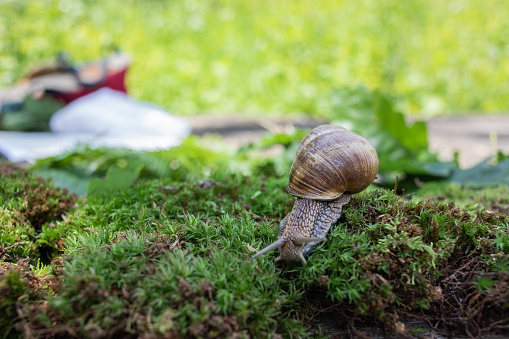 Close up photography of snail who crawls on the moss.  One day in the forest.