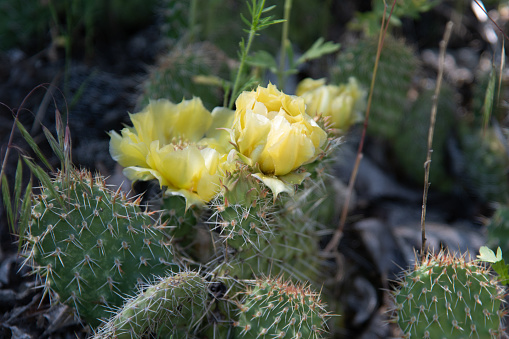 Prickly pear cactus bloom in Colorado, in western USA, of North America on the first day of July.