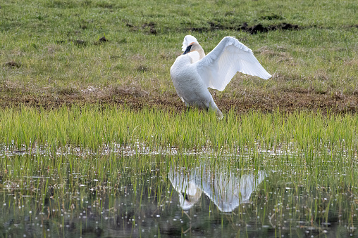 Trumpeter swan in pond in Yellowstone Ecosystem in western USA, North America