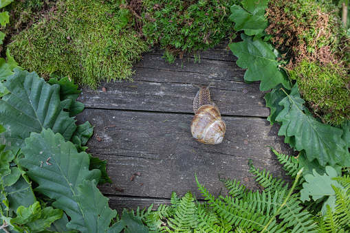 Forest, nature and wilderness concept. Frame from the moss, leaves and snail. Wooden background. View from above. Copy space.