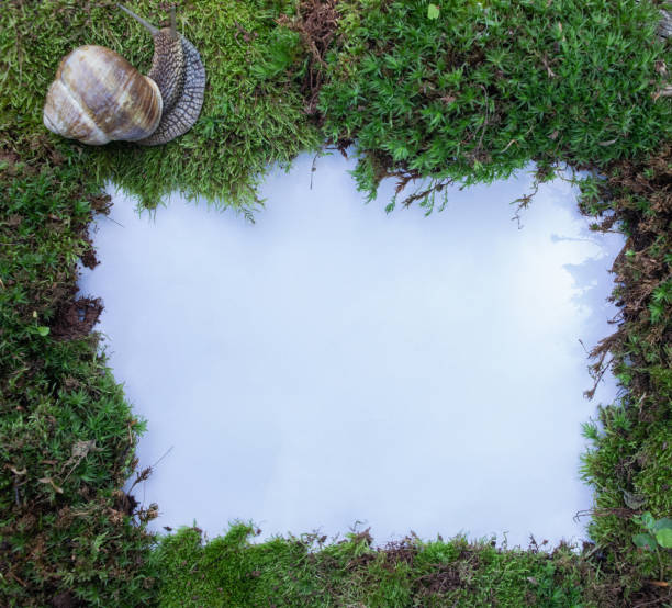 Forest, nature and wilderness concept. Frame from the moss and snail. White background. View from above. Copy space.