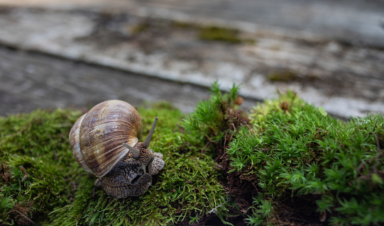 Close up photography of snail who crawls on the moss.  One day in the forest.