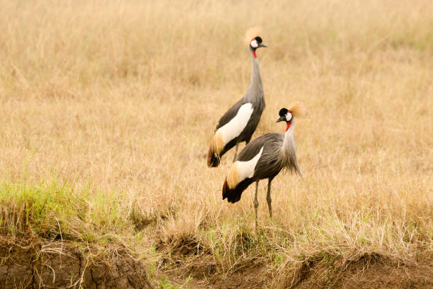 istock African Grey Crowned Crane in Kenya 1507919224