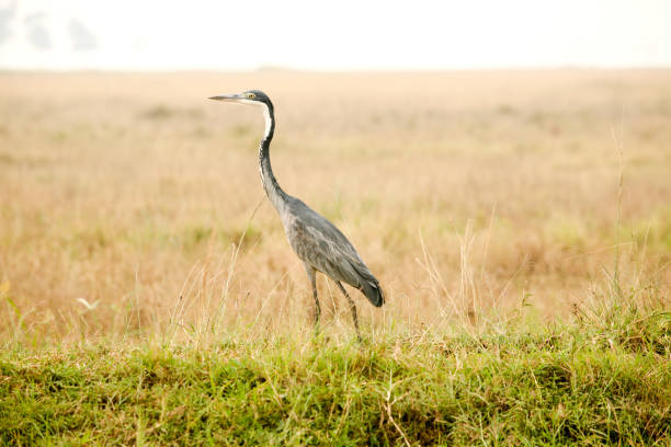 Grey Heron in Kenya, East Africa bird. Grey body and head feathers with white neck feathers. Yellow eyes and bill.