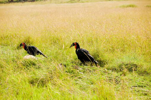 Black Hornbill bird walking in the savannah. Reb marking around the eyes and throat with black bill and black feathers.