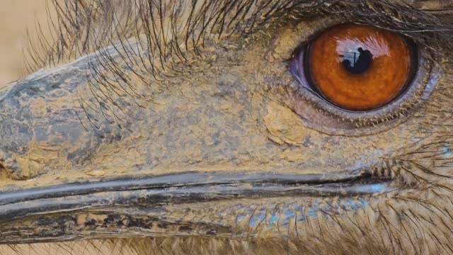 Close up Emu head