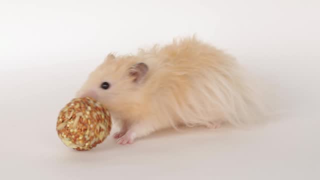 Cute brown hamster eating a treat