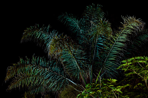 Palm fronds radiate from bottom right of image, illuminated from below against dark, night sky.  Ventura, CA.