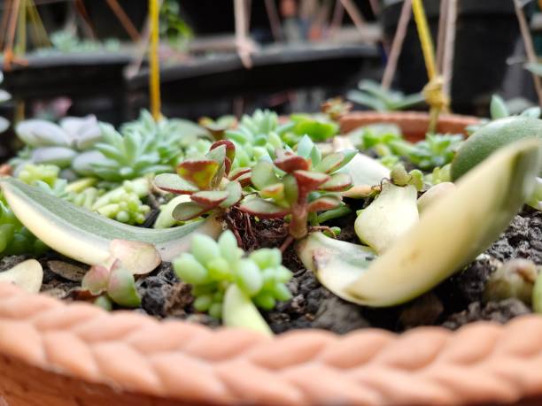 istock succulent jade plant leaf propagation 1507941537