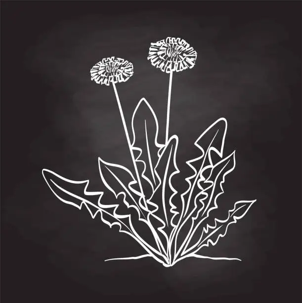 Vector illustration of Dandelions Blackboard