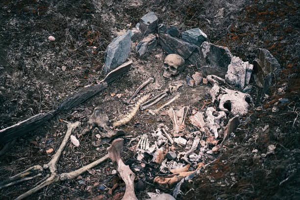 Archaeological excavations of an ancient human man bones skeleton and human skull. burial of noble Scythian warrior. Archaeological excavations of an ancient human man bones skeleton and human skull. burial of a noble Scythian warrior. western siberia stock pictures, royalty-free photos & images