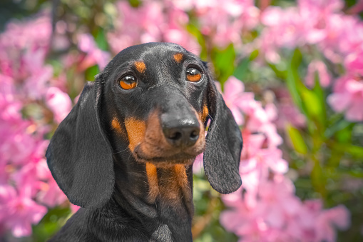 Portrait of dog against backdrop of blooming pink bush. Dachshund on walk looks sadly at oleander flower. Poisonous and dangerous plants for pets, spring allergies. Walking puppy in a blooming park