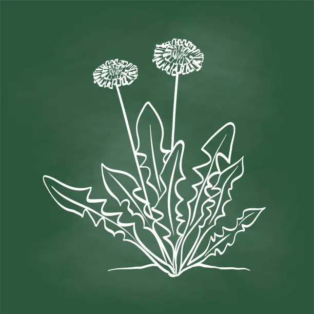 Vector illustration of Dandelions Chalkboard