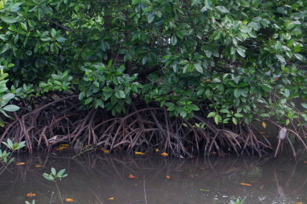 istock roots of mangrove trees 1507994482