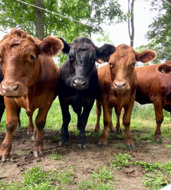 istock Herd of brown and black cows 1508013930