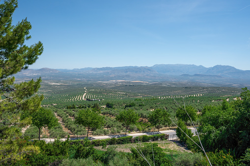 Valley and Olive Groves view with Sierra Magina Mountains - Ubeda, Jaen, Spain