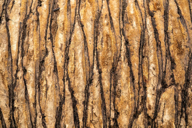 Close up of a palm tree trunk stock photo
