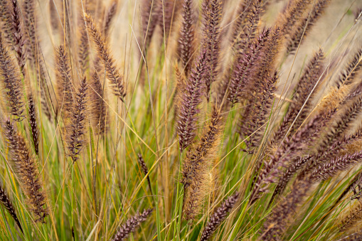 Chinese fountain grass plant in the park