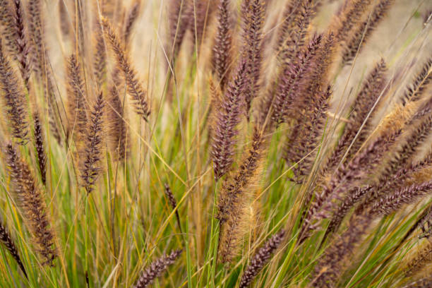 Chinese fountain grass plant in the park stock photo