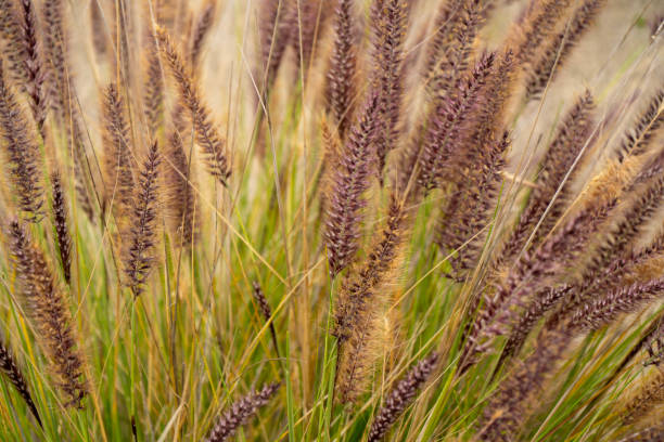 planta de grama da fonte chinesa no parque - pennisetum - fotografias e filmes do acervo