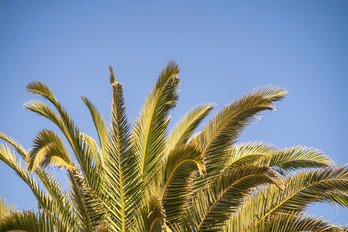 Leaves on the top of a palm tree, blue sky, sunny day