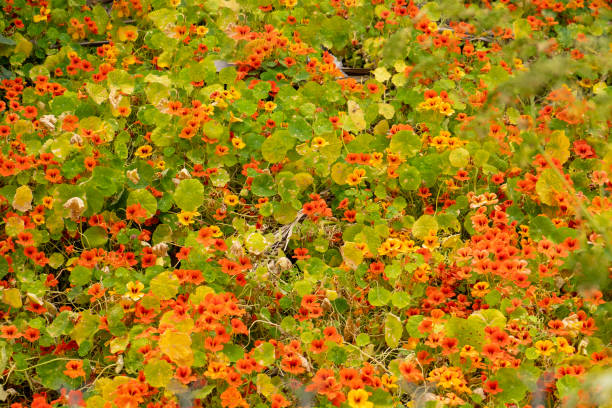 Red and orange wild flowers stock photo