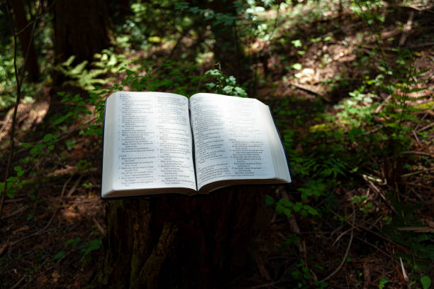 istock Open Holy Bible on Psalm 119 outdoors on pulpit of cut tree trunk illuminated with beautiful sunlight with green leaves background 1508033785