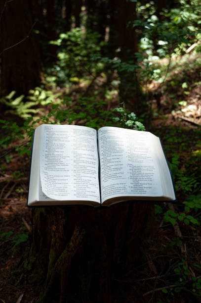istock Open Holy Bible on Psalm 119 outdoors on pulpit of cut tree trunk illuminated with beautiful sunlight with green leaves background 1508033786