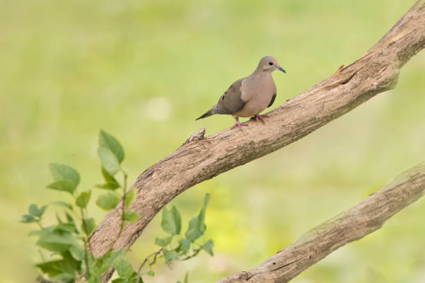 istock Side view of a mourning dove, Zenaida macroura, perching in a tree 1508034299
