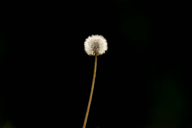 A white dandelion stem isolated on a black background with copy space for text.